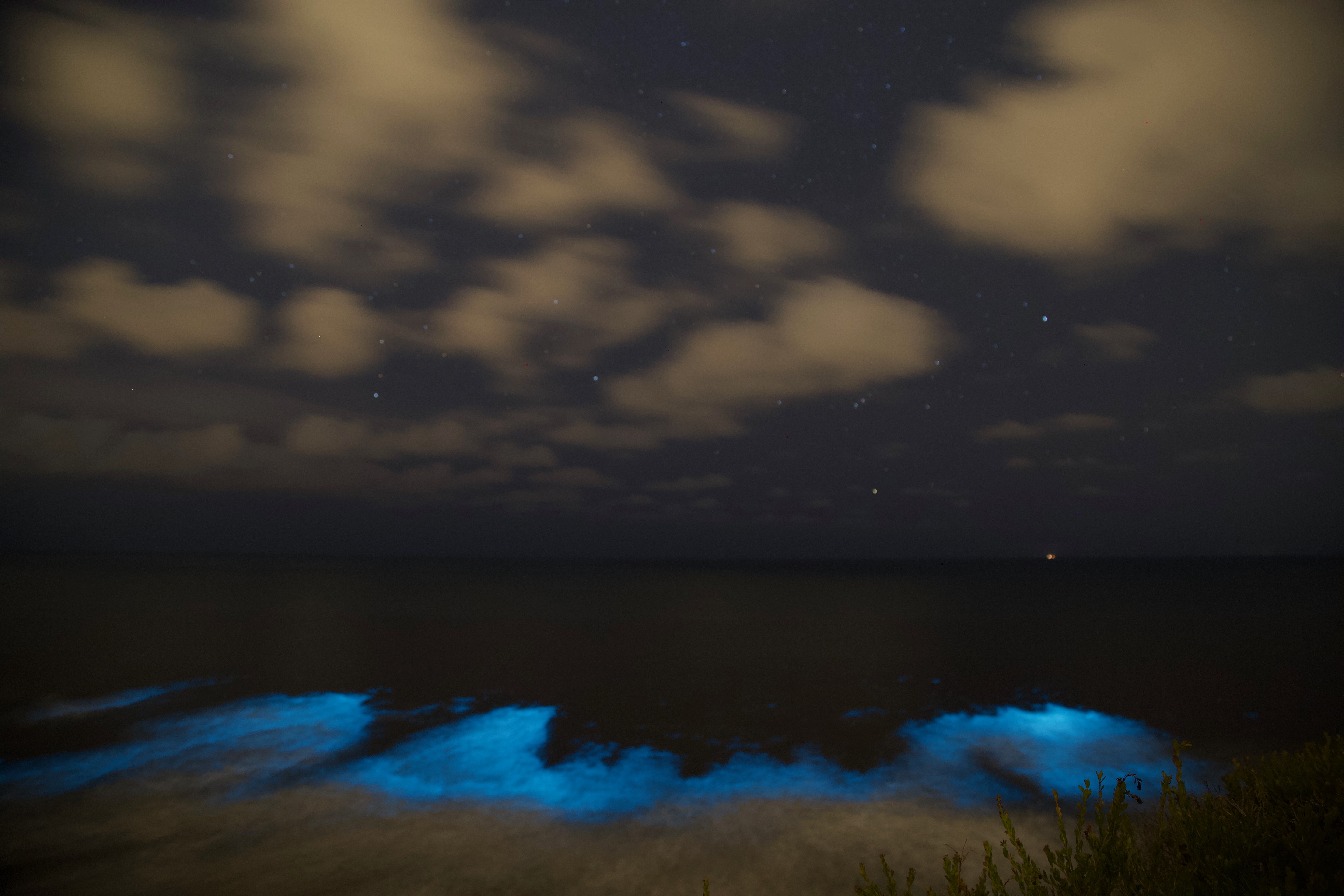 Rare Footage Captures Dolphins Swimming Through Bioluminescent Plankton