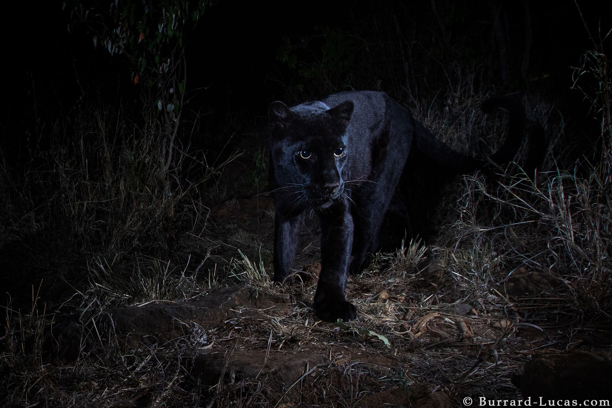 Magnificent Rare Black Leopard Caught On Camera In Kenya