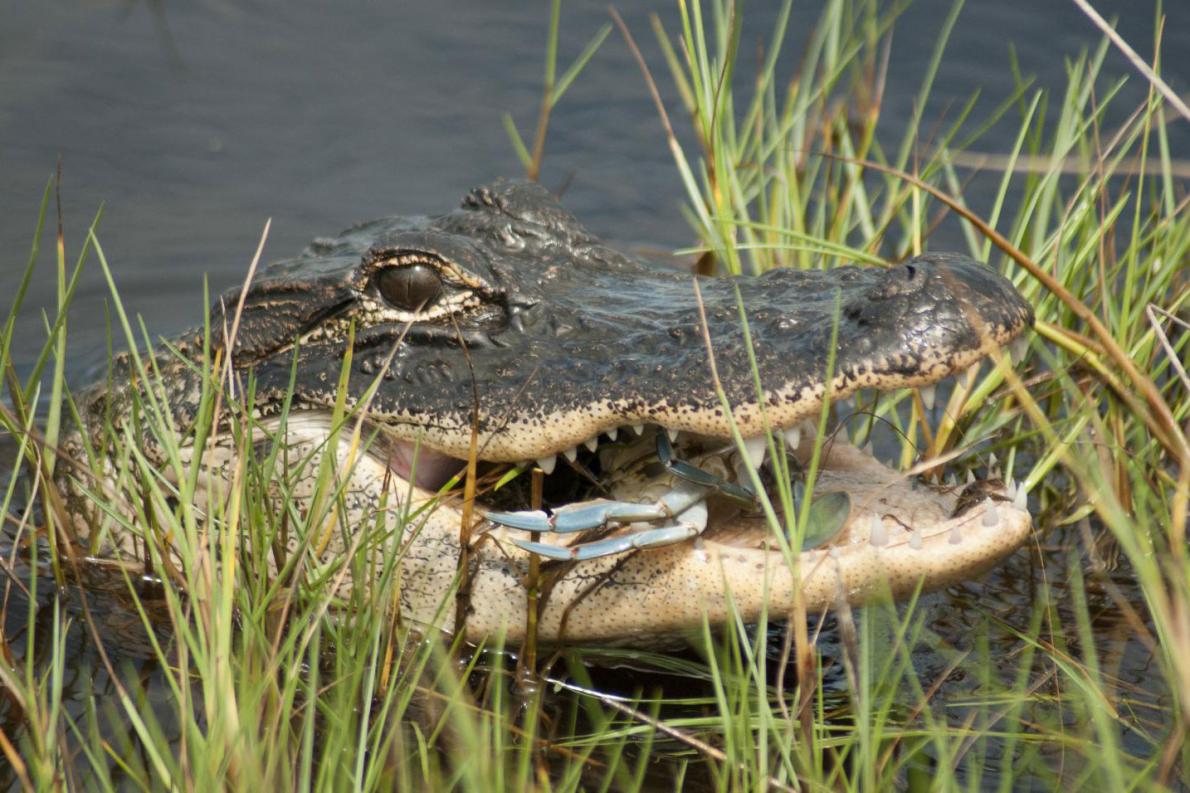 Alligators On The Beach? Killer Whales In The River? Get Used To It!