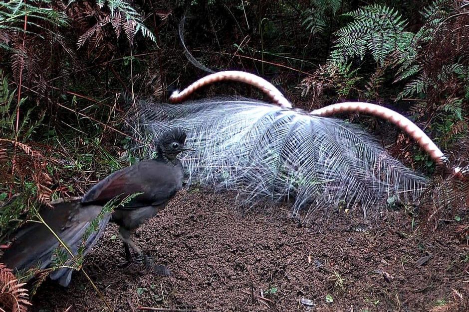 Australias Superb Lyrebird Can Sing Dance And Do Impersonations