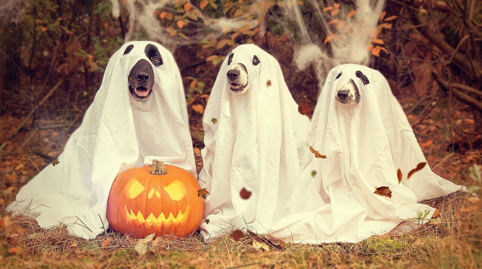 spooky halloween images