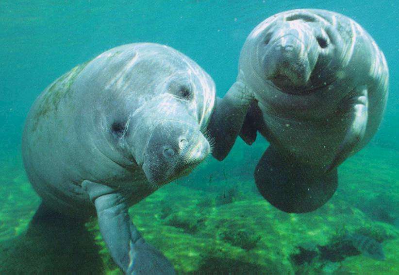 Are Affectionate Tourists Harming Endangered Florida Manatees?