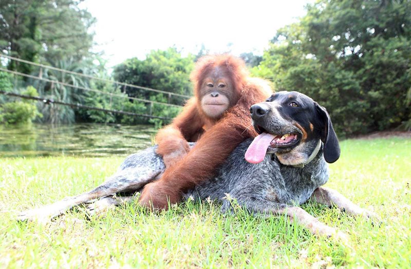 Video Of The Week - An Unusual Friendship