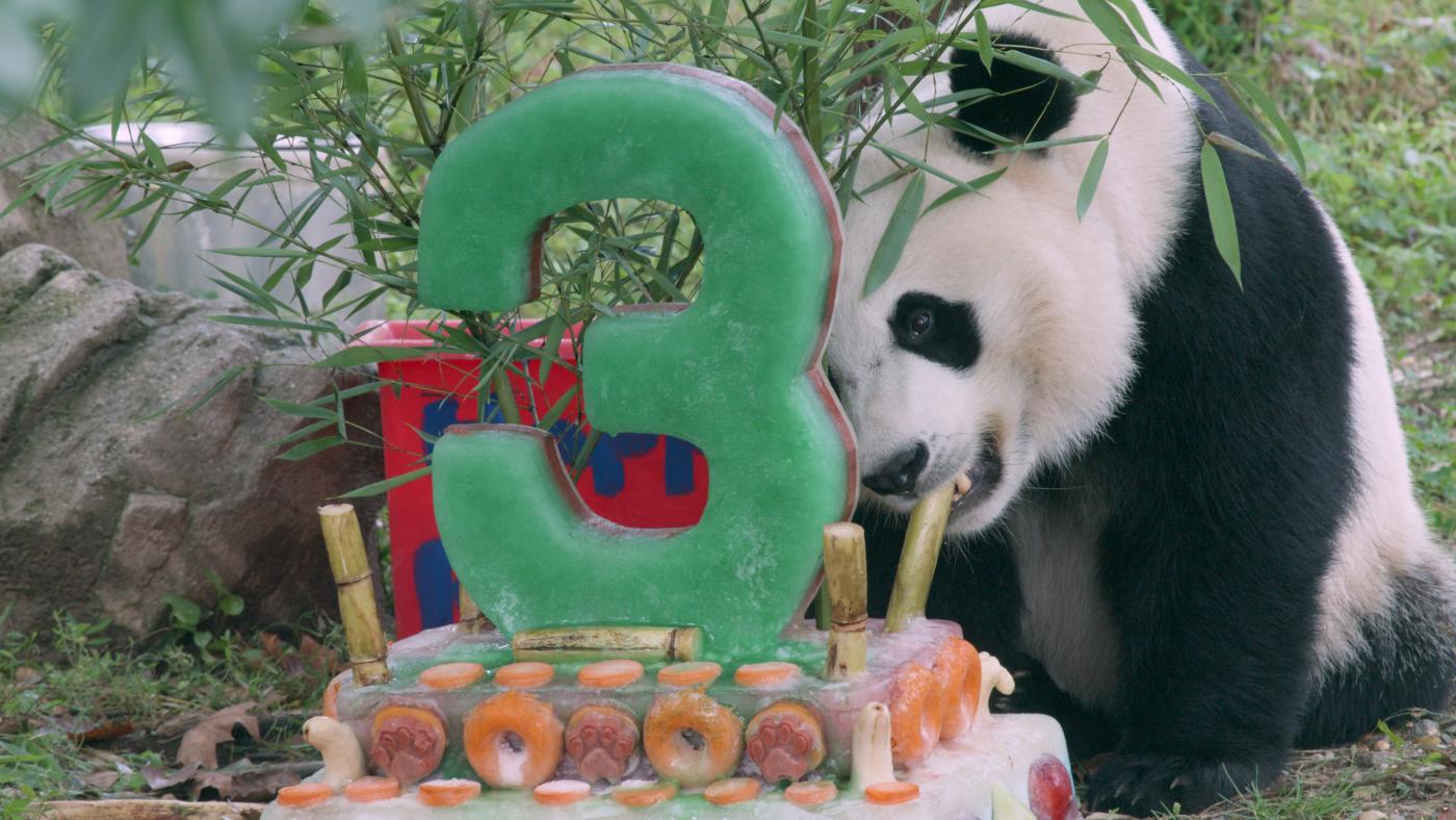 National Zoo's Adorable Giant Panda Bei Bei Turns Three!