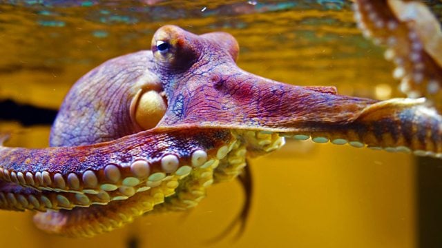 octopus that changes moods