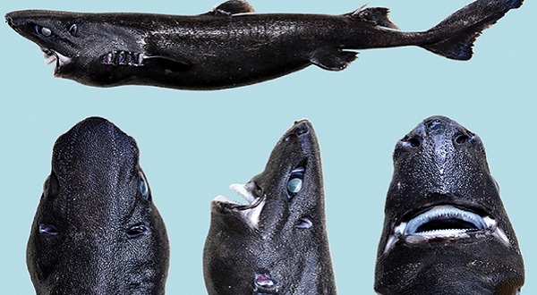 https://cdn4.dogonews.com/images/d7fbb389-9726-46ae-9646-9bfc700f076a/ninja-lanternshark.jpg