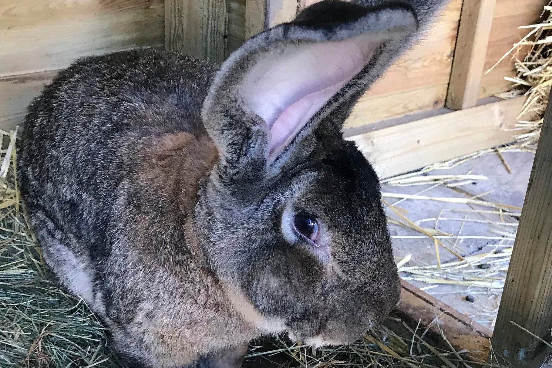 World's store oldest rabbit