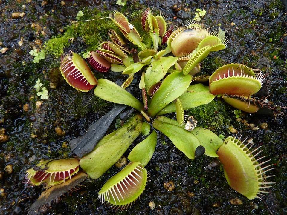 Facts and Myths About Caring for a Venus Flytrap Indoors - Dengarden