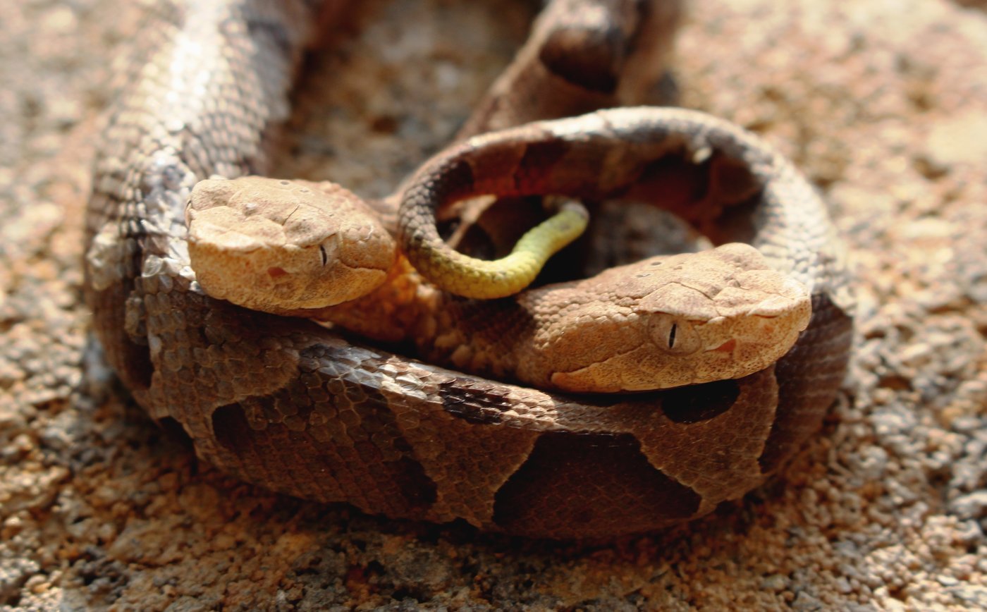 Rare Two-Headed Copperhead Snake Found In Virginia Is A Social Media Sensation