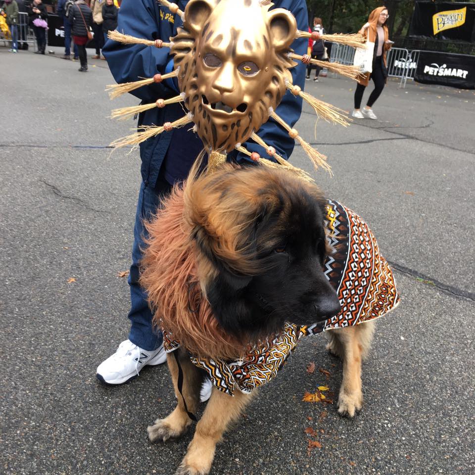 Pooches Show Off Their Boo-tiful Costumes At The Tompkins Square Halloween Dog Parade