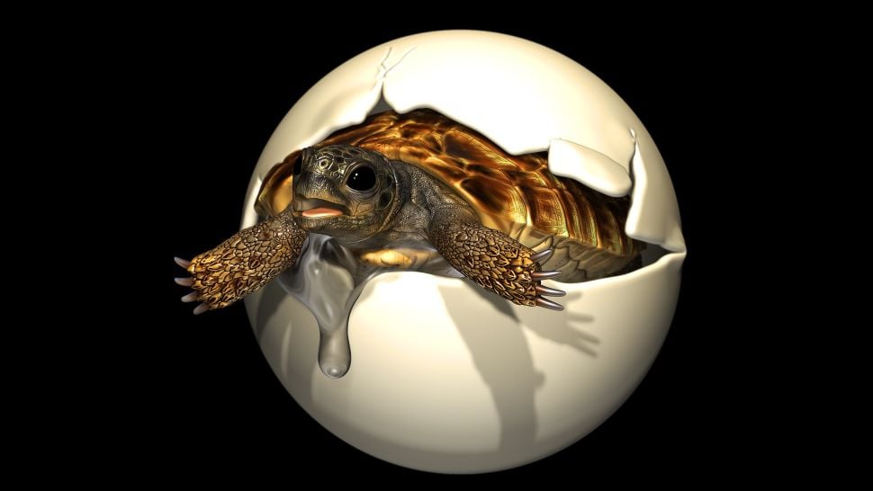 Rare Embryo Found Inside Prehistoric Turtle Egg