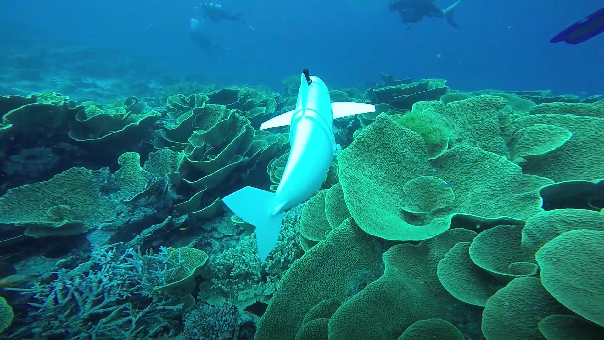 Soft robotic fish swims alongside real ones in coral reefs