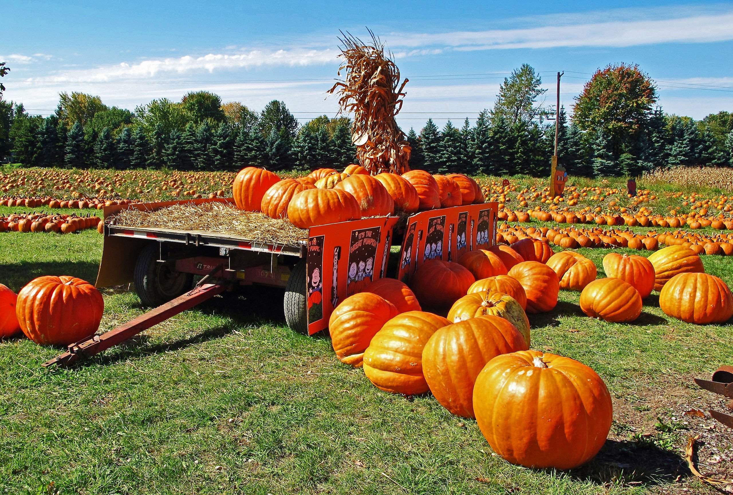 Don't Throw Away The Halloween Pumpkins — Recycle Them!