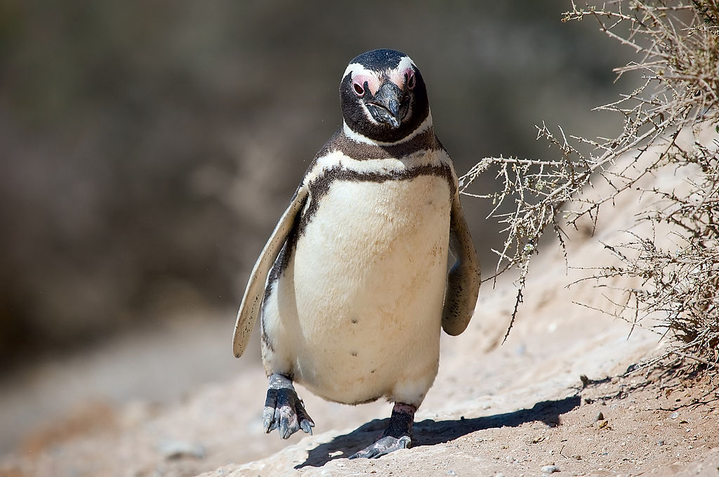 Roblox Penguin Head