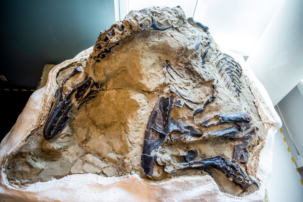 The Mystery Of The "Dueling" T. Rex and Triceratops May Finally Be Solved