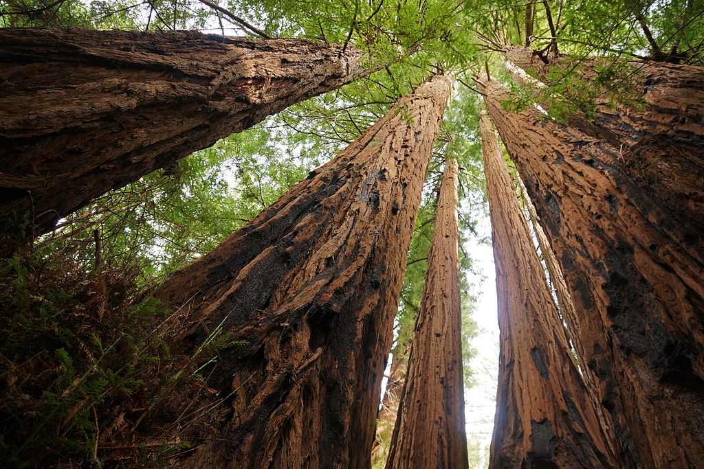 Mystery Of California's Albino Redwoods May Be Finally Solved