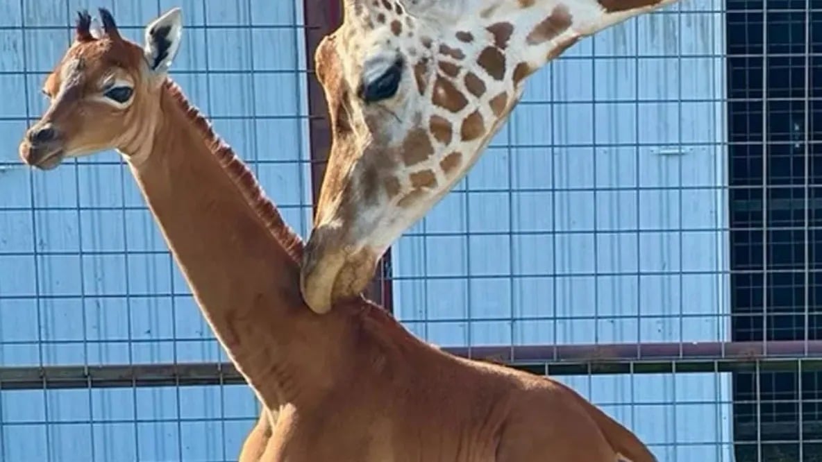 Reticulated Giraffe Born At Tennessee Zoo Has No Spots