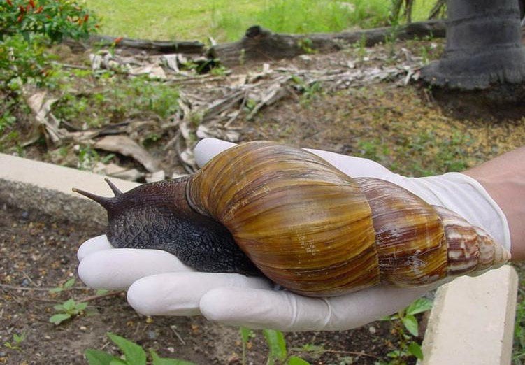 Florida's Battle To Eradicate The Giant African Land Snail Continues