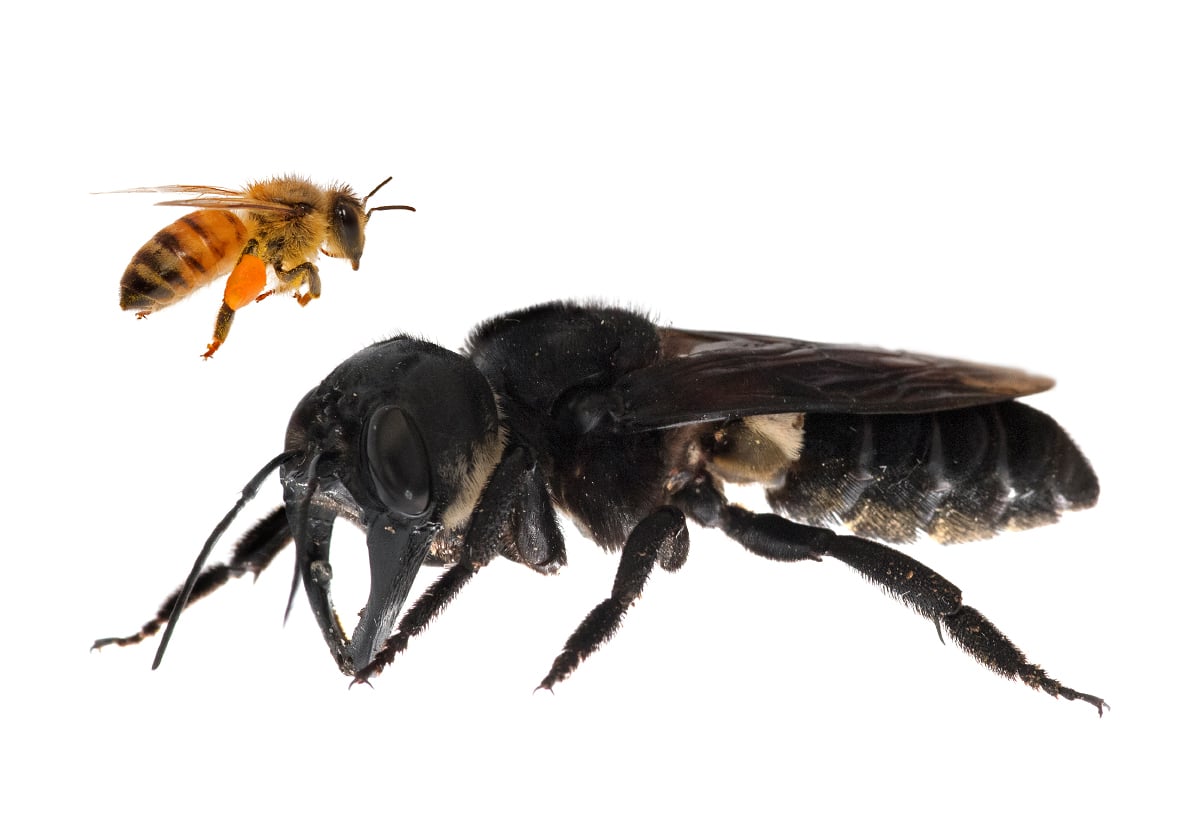 World's Largest Bee Rediscovered In Indonesia After 38 Years!