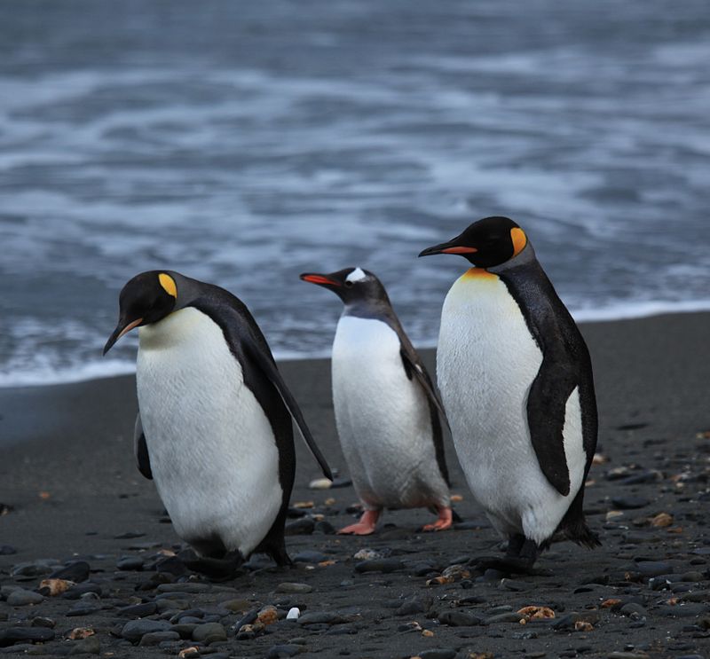 Plight Of The Antarctic Penguins