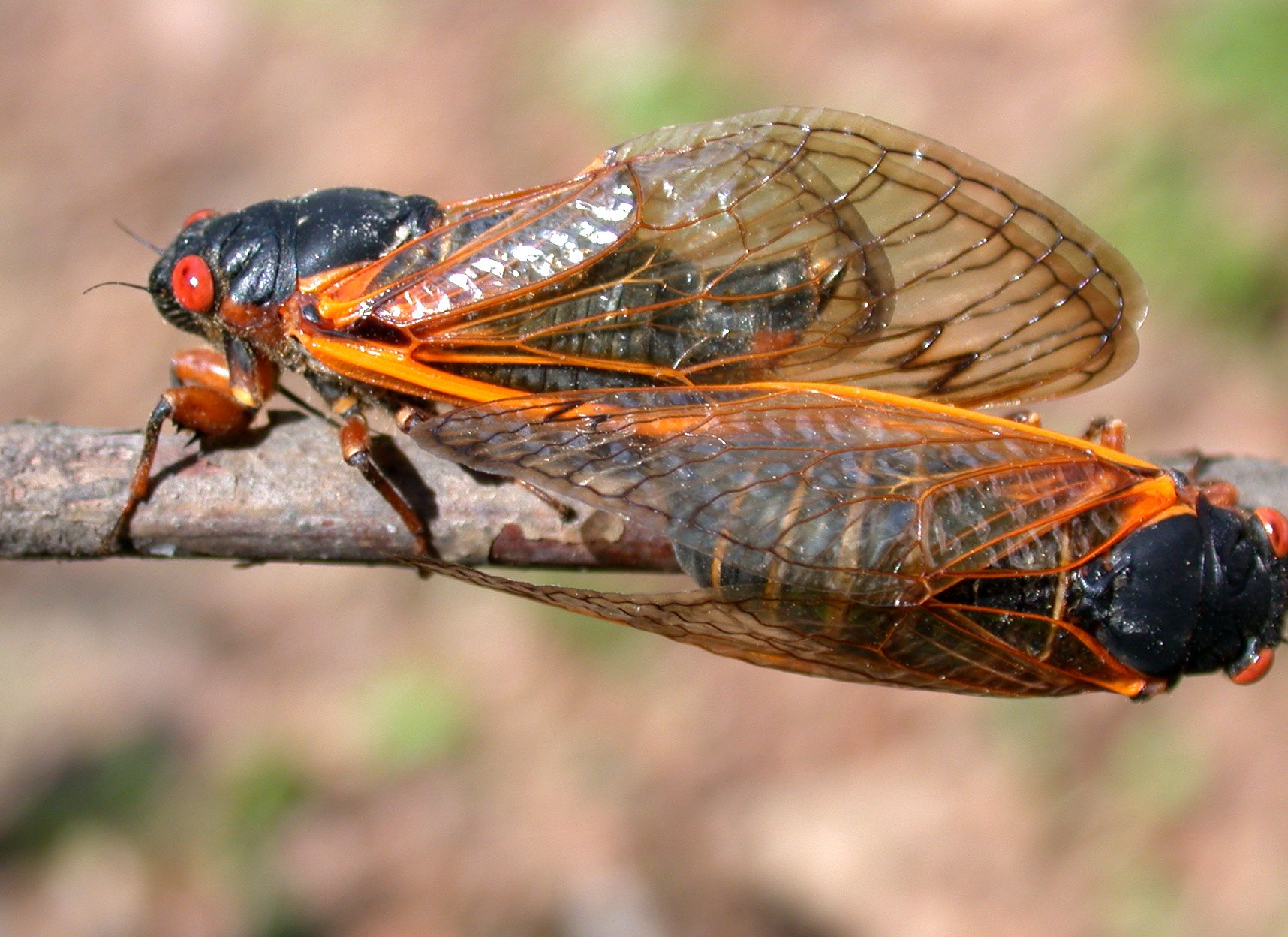 15 US States Are About To Get Inundated With Billions Of Noisy Cicadas