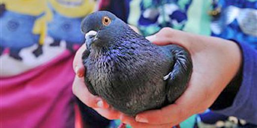 Montana Fifth-Grader's Pet Pigeon Pays Her A Visit At School Kids News Article