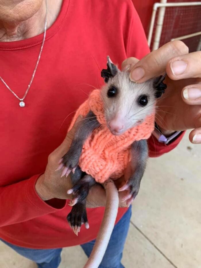 Hairless Baby Opossum Gets A New Wardrobe Kids News Article Page 9