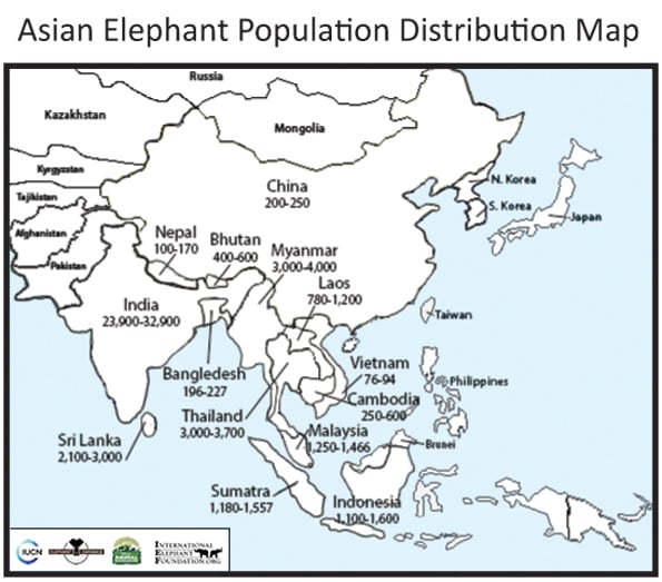 China's Wandering Wild Elephant Herd Captivates The World