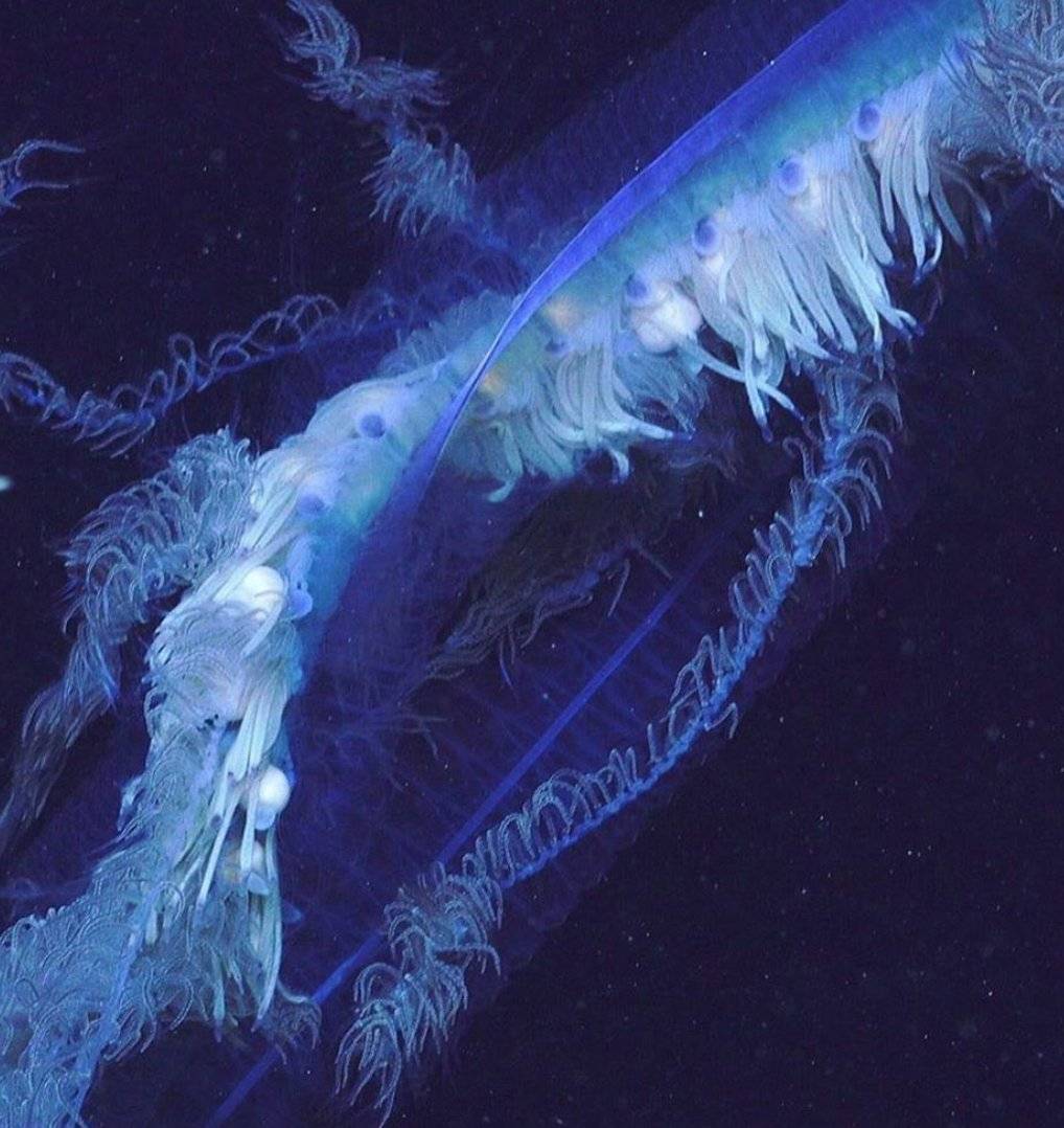 Australian Scientists Discover Massive Deep Sea Predator That