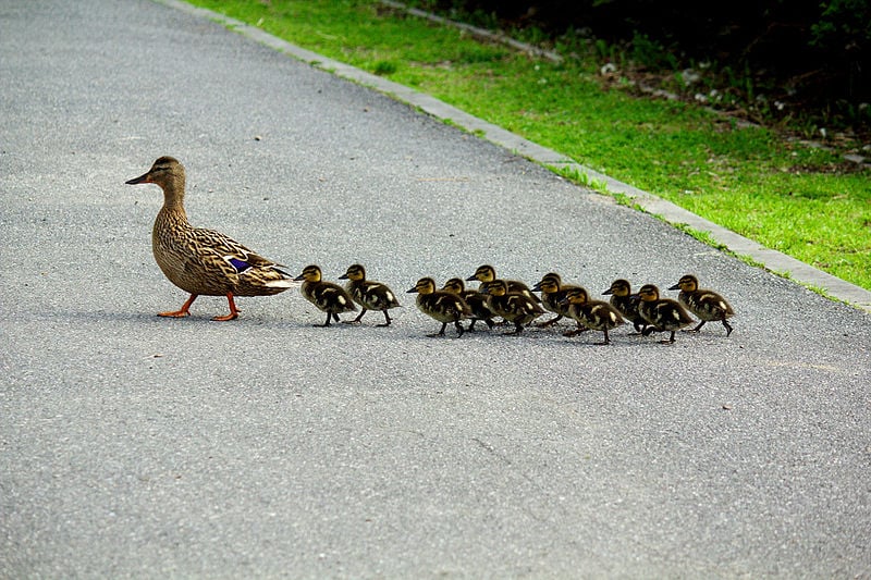 Imprinting Causes Baby Ducklings To Believe That A Man Is Their Mother Kids News Article