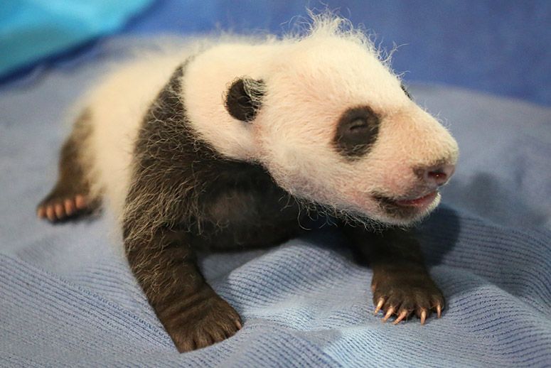 National Zoo's Adorable Newborn Giant Panda Is Named Bei Bei (Precious Treasure)