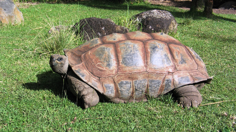 galapagos-island-giant-tortoises-saved-from-near-extinction-kids-news