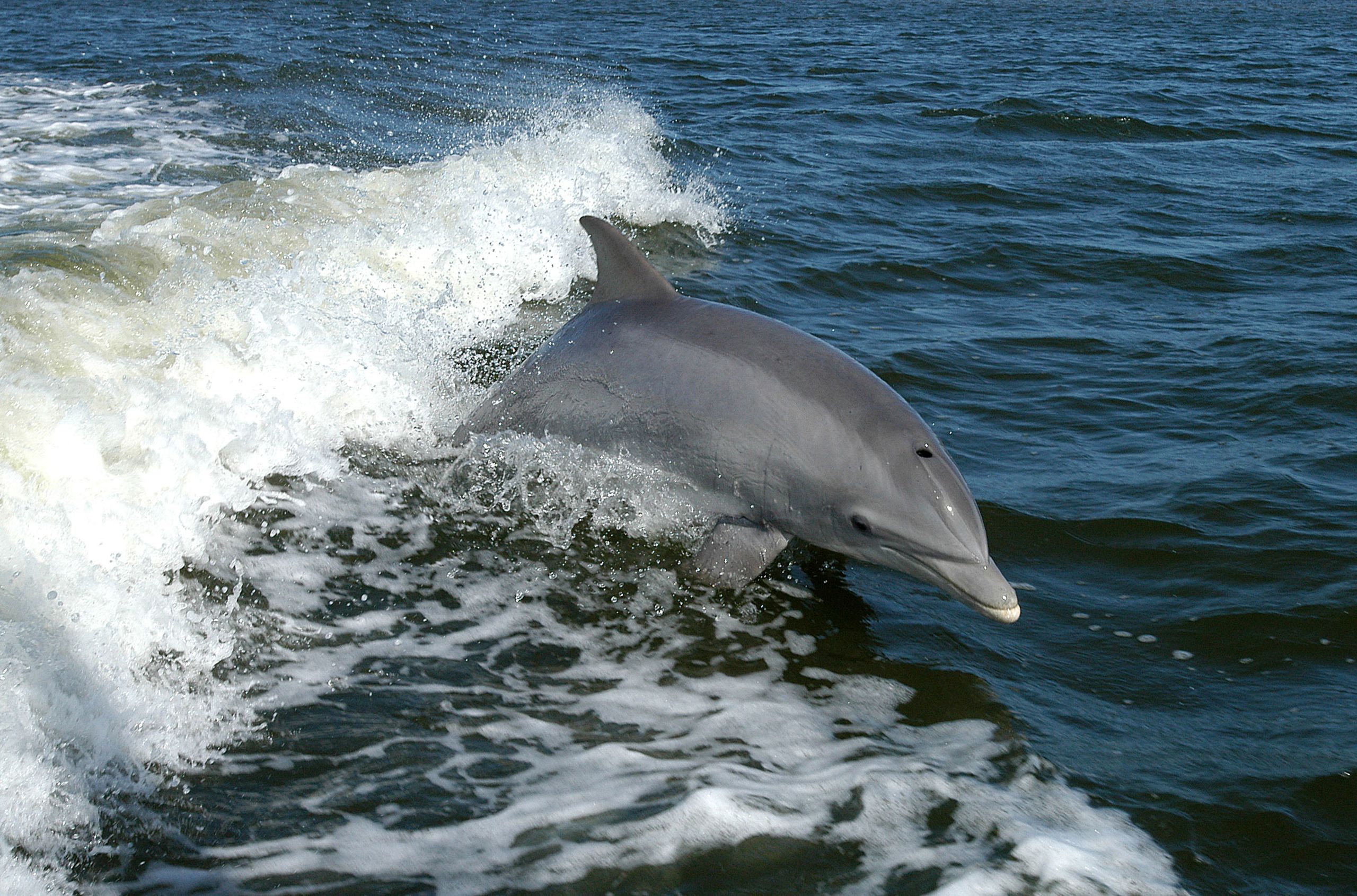 Guess What? Dolphins Might Enjoy Television Just As Much As Us!