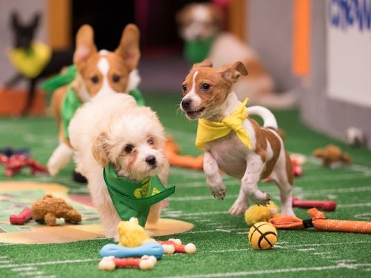 Super Bowl Sunday's Most Valuable Pets - PetPlace