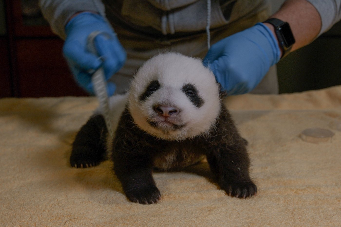 National Zoo S Adorable Giant Panda Cub Is Two Months Old Kids News Article