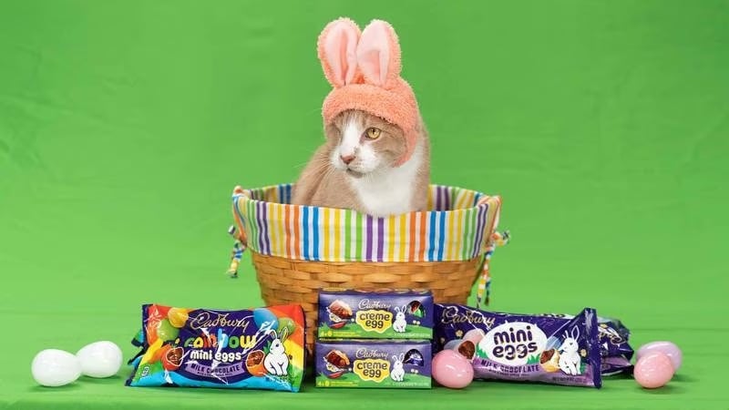 Crash, A One-Eyed Rescue Cat, Is Cadbury's Easter "Bunny" for 2023