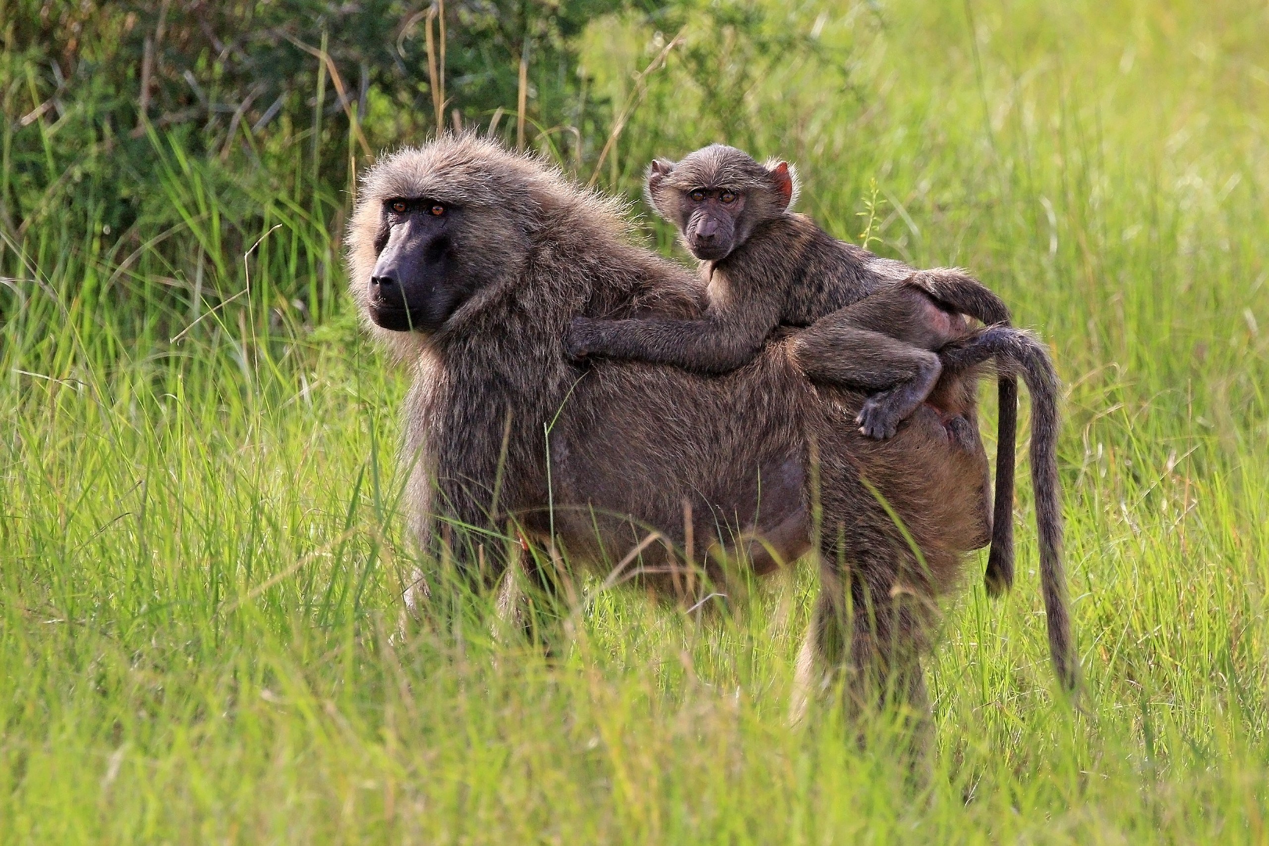 South African Baboons Seek Out Private Pools To Beat The Heat