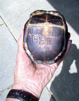 Turtle Carved With Son's Initials Found By Father - 47 Years Later