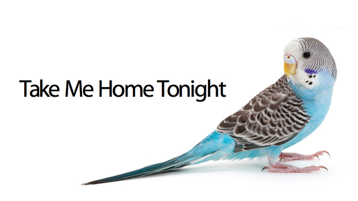 Is This Parakeet Really Smart Or Was It Simply Mimicking Its Owner?