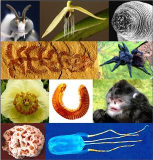 The Awards For The Best New Species Of 2012 Go To . . . .