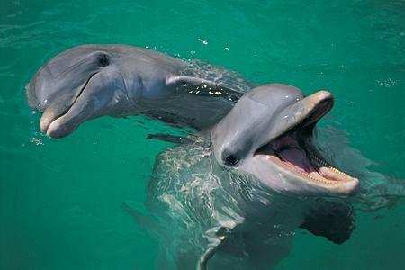 Will The 'Dolphin Speaker' Be The Key To Communicating With The Marine Mammals?