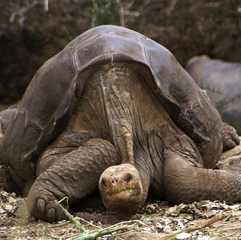 Lonesome George, The Last Giant Tortoise Of Its Species Is No More!