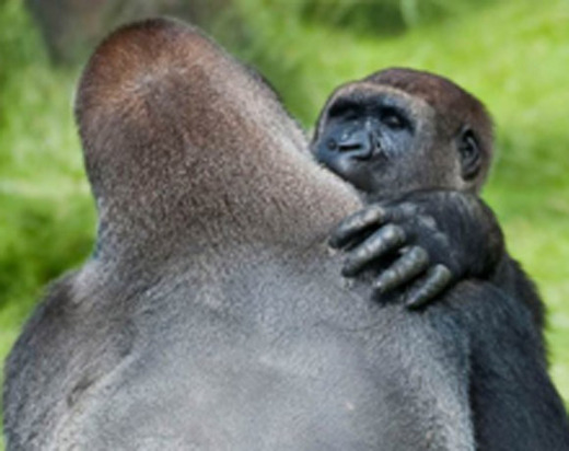 Gorilla Siblings Joyfully Reunite After Three Years