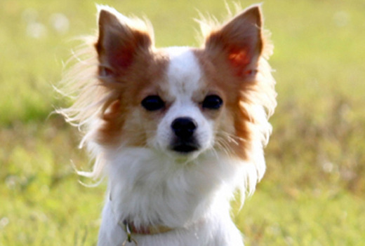 Meet Momo, The Newest Member Of The Japanese Police Force