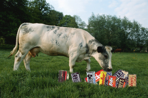 Cows Get To Eat Candy? Sweet!