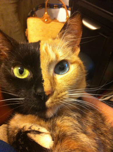 meet venus the world