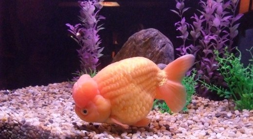 3,000 Fishy Beauties Vie For 'World Goldfish Queen' Title