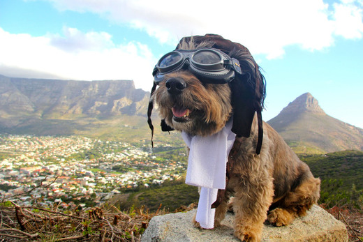 Mixed Breed Mutt's Quest To Save Other Dogs Turns Into A World 'Woof' Tour