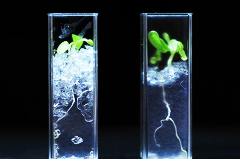 Scientists Create Transparent Soil To 'Spy' On Plants!