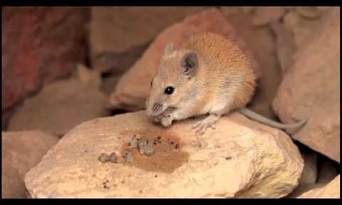 Smart Desert Shrub Uses The Spiny Mouse To Disperse Its Seeds!